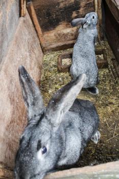 the image of brood of the young amusing rabbits