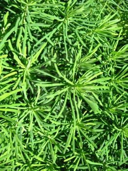 the image of  green vegetative background and texture