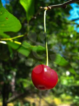 the image of berry of a red ripe cherry