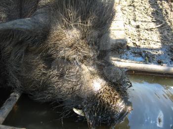 the image of ugly muzzle of a pig on a farm
