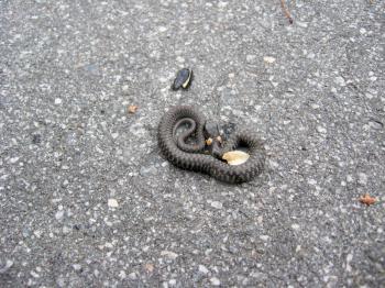 a little grass-snake lying on the road