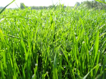 the image of thrickets of a high green grass