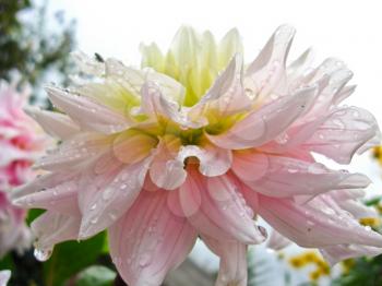 a beautiful flower of pink dahlia after rain