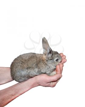 small nice rabbit in the hand isolated on the white background