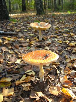 a pair of beautiful red fly agaric in the forest