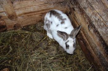 The image of small spotted and nice rabbit