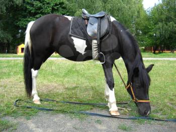 black and white pony with a saddle is grazed
