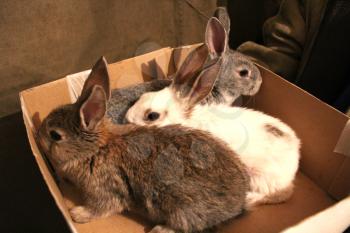image of brood of  three rabbits in the box