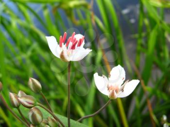 image of pink and white flowers of butomus umbellatus