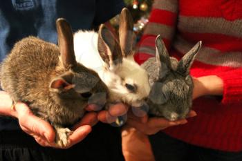 brood of the three rabbits in the hands of man and woman