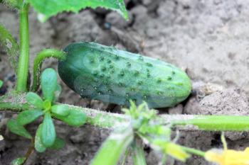 image of fruits of a cucumber on a bed