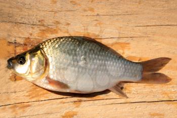 caught big white crucian laying on the wooden board