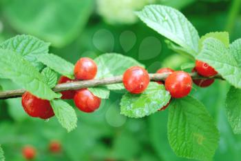 image of branch with red berry of Prunus tomentosa
