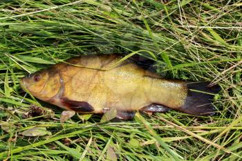 image of caught big tench lying in the grass