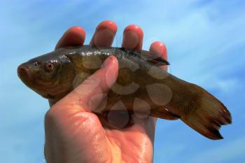 image of caught big tench lying in the human hand