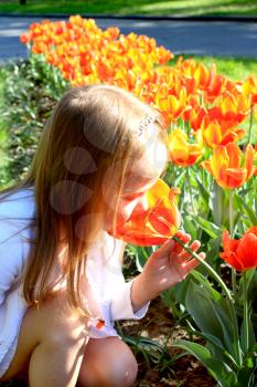 little girl smells orange tulips on the flower-bed