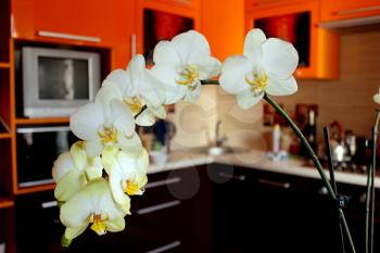 beautiful branch of a blossoming yellow orchid in luxurious kitchen