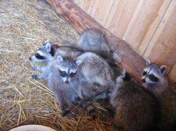 The image of brood of grey raccoons
