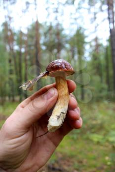 Beautiful mushroom of Boletus badius in human the hand