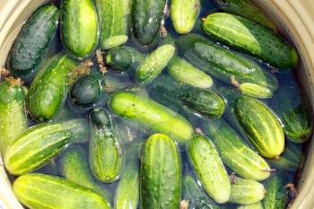 many ripe cucumbers are prepared for preservation