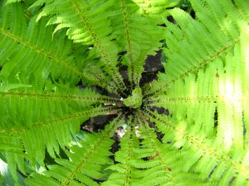 image of nice pattern from leaves of fern