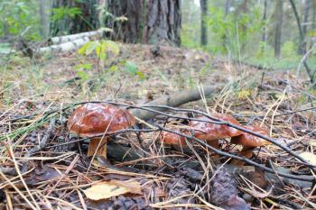 beautiful mushroom of Boletus badius in the moss