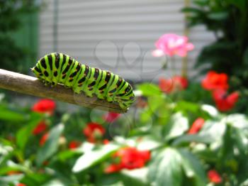 image of caterpillar of the butterfly  machaon on the stick
