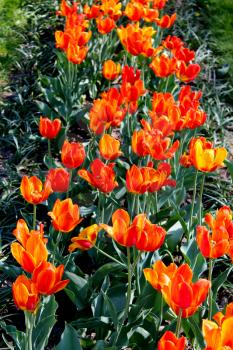 image of orange tulips on the flower-bed