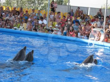 The image of show with dolphins in delphinariums