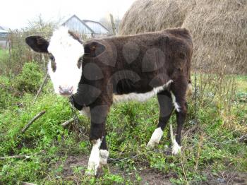 image of single calf standing near the hay