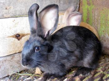 image of small nice black and red rabbits