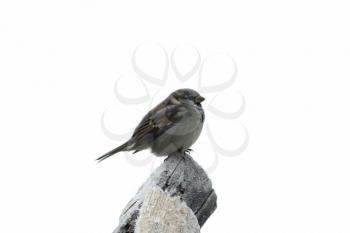 Amusing sparrow on the tree with hoarfrost in winter isolated on the white background