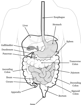 Detailed outline of the human digestive system