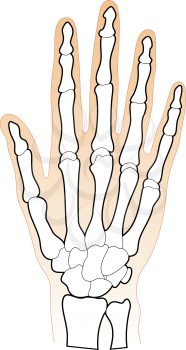 Bones of the Human Hand Chart