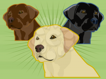Labrador Retriever illustration set