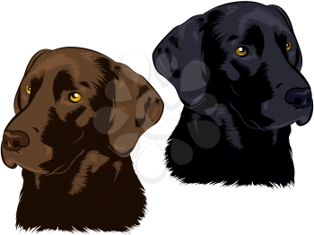 Brown and black labrador retrievers