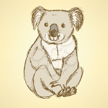 Sketch cute koala in vintage style, vector