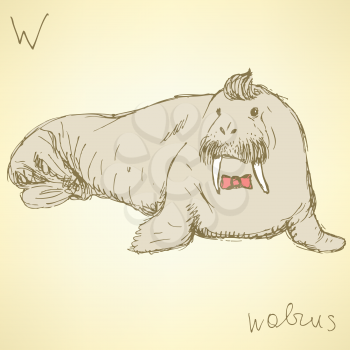 Sketch fancy walrus in vintage style, vector