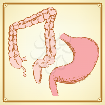 Sketch stomach and rectum  in vintage style, vector