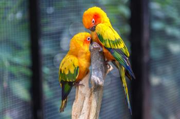 Colorful parrots in Safari World Zoo in Bangkok in a summer day