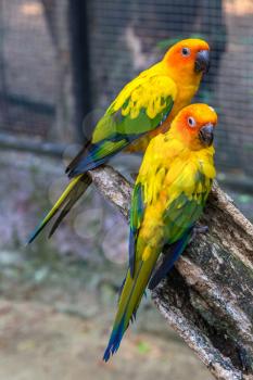 Colorful parrots in Safari World Zoo in Bangkok in a summer day