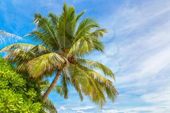 Palm tree on tropical beach in the Maldives at summer day