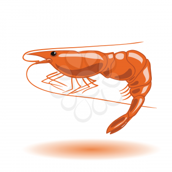 colorful illustration with orange shrimp  for your design