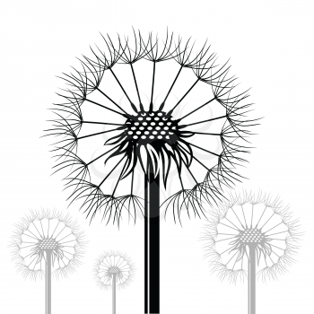  illustration  with dandelions siltouettes  on white background