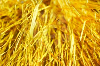 Yellow dry grass texture. Yellow dry grass background at sun light.