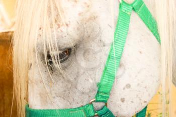 Horse eye close up. Part of a horses head.