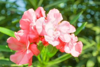 Pink Flowers at sun light. Flowers on blue sky background