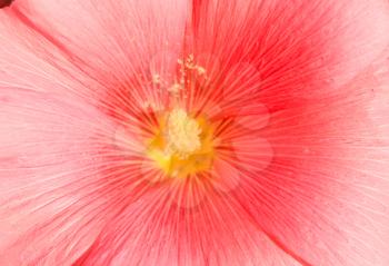 Pink Flower at sun light. Flower close up.