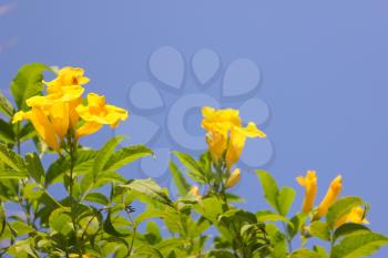 Yellow Flowers at sun light. Flowers on sky background.