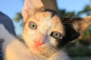 Tricolor domestic kitten.  Head of  kitten. Cute kitten cat.